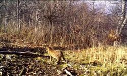 Bursa'da yaban kedisi görüntülendi!