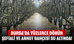 Bursa'da yüzlerce dönüm şeftali ve armut bahçesi su altında!