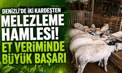 Denizli’de iki kardeşten melezleme hamlesi: Küçükbaşta et verimi arttı