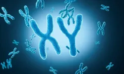 Homolog Kromozom Nedir ve Vücudumuzda Nasıl Bir Rol Oynar? Genetik Mirasımızı Taşıyan Bu Yapılar Nasıl Çalışır?