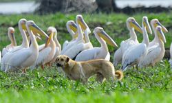 Rüyada İlkbahar Görmek Ne Anlama Gelir? Rüyada Bahar Çiçekleri Görmenin Tabiri