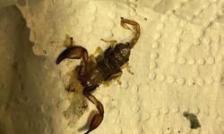 İnegöl'de akrep sokan kadın hastanelik oldu!