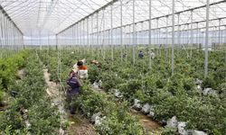 İnegöl’de Blueberry Üretimi ve Sektörün Geleceği Konuşulacak