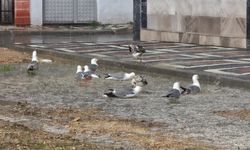 İnegöl’de sağanak yağış! Martılar yağmurda görüntülendi