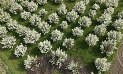 İnegöl’de Meyve Bahçeleri Beyaza Büründü!