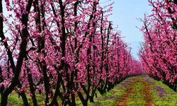 İznik çiçek bahçesine döndü!