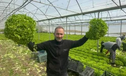 Kıvırcık Marulda Fiyat Artışı: Tarla Çıkışı 30 Liraya Yükseldi