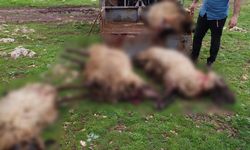 Mardin’de yıldırım düşmesi sonucu 8 küçükbaş hayvan telef oldu