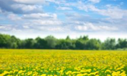 Nisan Ayı Ne Anlama Geliyor? 2026 Nisan Rehberi, Tarihi, Önemi, Tatiller ve Vergi Takvimi