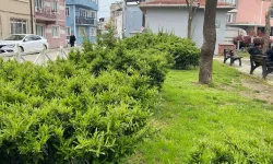 Parkta Toplanan Zakkum Az Daha Facia Getiriyordu! Küçük Çocuk Ölümden Döndü