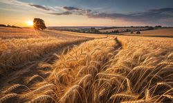 Rüyada Buğday Tarlası Görmek Ne Anlama Gelir? Bolluk, Kısmet ve Uyarı Bir Arada