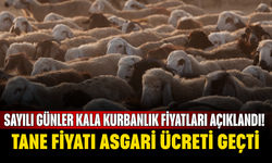 Sayılı günler kala kurbanlık fiyatları açıklandı! Tane fiyatı asgari ücreti geçti