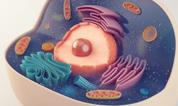 Sitoplazma Nedir? Hücre İçindeki Görevi ve Özellikleri Nelerdir?