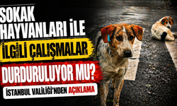 Sokak Hayvanları ile İlgili Çalışmalar Durduruluyor mu? İstanbul Valiliği’nden Açıklama