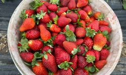 Tarla ile market rafları arasındaki farka üretici bile inanamıyor