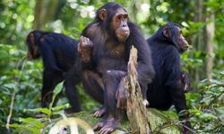 Uganda’daki “Maymun İç Savaşı” Nedir? Kaç Maymun Öldü?