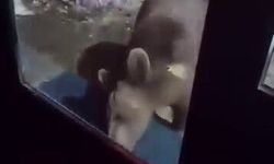 Uludağ’da ayı ailesi kamerada...