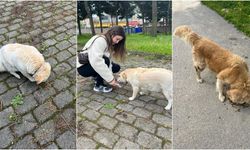 Üniversite Öğrencisinden Sokak Hayvanları İçin Sosyal Sorumluluk Projesi