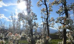 Bursa Ovası Beyaza Büründü! Meyve Ağaçları Çiçek Açtı