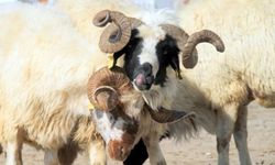 Yurt Dışı Kurban Bağışı ile Yardım Ulaştırmanın Görünmeyen Maliyetleri