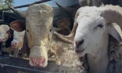Kurban Derisini Ne Yapalım? Kurban Derisinin Satılması ve Kullanımı Caiz mi?