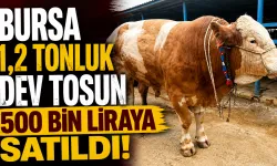 Bursa Kurban Pazarında 1,2 Tonluk Dev Tosun 500 Bin Liraya Satıldı