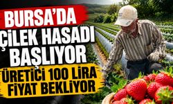 Bursa'da çilek hasadı başlıyor; üretici 100 lira fiyat bekliyor