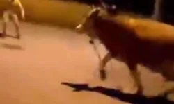 Bursa'da dana paniği