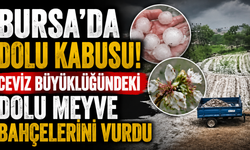 Bursa'da Dolu Kabusu! Ceviz Büyüklüğündeki Dolu Meyve Bahçelerini Vurdu