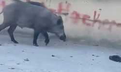 Bursa'da domuzlar yerleşim yerine inerek yiyecek aradı
