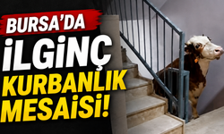 Bursa’da İlginç Kurbanlık Mesaisi!