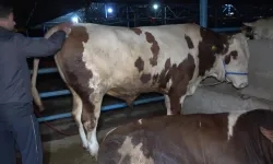 Kurban Kimler İçin Gereklidir? Dini Hükmü ve Şartlarıyla Kurban İbadeti