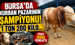 Bursa’da Kurban Pazarının Şampiyonu! 1 Ton 200 Kilo...