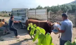 Bursa’da Kurbanlık Boğa Sahiplerine Zor Anlar Yaşattı