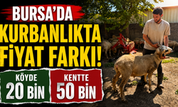 Bursa’da Kurbanlıkta Fiyat Farkı! Köyde 20 Bin, Kentte 50 Bin Lira