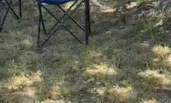 Bursa'da sarı yılanı görenler panik oldu!