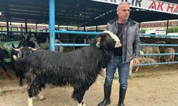 Bursa'daki kurban pazarının şampiyon keçisi 47 bin liradan satıldı!
