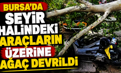 Bursa'da seyir halindeki araçların üzerine ağaç devrildi