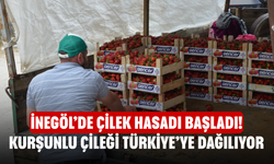 İnegöl’de Çilek Hasadı Başladı! Kurşunlu Çileği Türkiye’ye Dağılıyor