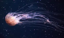 Saros Körfezi’nde Zehirli Denizanası Alarmı! Uzmanlardan Kritik Uyarı Geldi