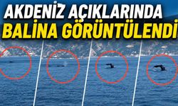 Akdeniz Açıklarında Balina Görüntülendi