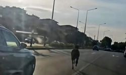 Başıboş at trafiği birbirine kattı!
