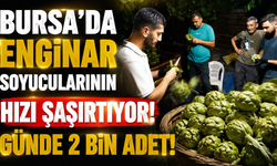 Bursa’da Enginar Soyucularının Hızı Şaşırtıyor! Günde 2 Bin Adet!