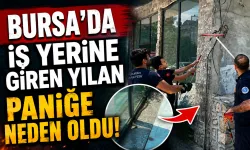Bursa’da İş Yerine Giren Yılan Paniğe Neden Oldu