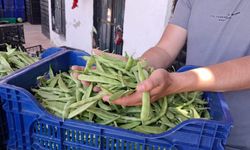 Bursa'da Nazende fasulyesinde ilk hasat başladı!