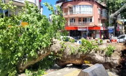 Bursa'da Tarihi Çınar Caddeye Devrildi
