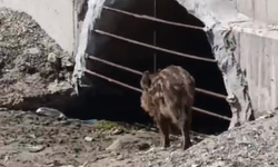 Bursa'da aç kalan domuzlar sahile indi!