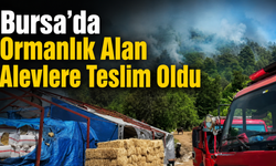 Bursa’da Ormanlık Alan Alevlere Teslim Oldu