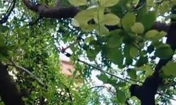 İnegöl’de Ağaca Çıkan Yılanı İtfaiye Ekipleri İndirdi