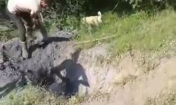 İnegöl'de Merada otlayan büyükbaş hayvan define çukuruna düştü